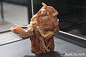 VBS_3140 - Usito ed equilibrio - Mostra Body Worlds